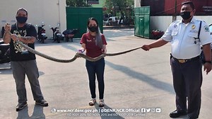 Pythons captured in Malabon and Navotas cities | Coconuts