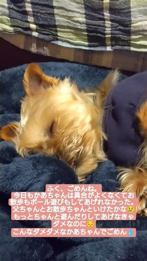 だめな母ちゃんでごめん #いやしわんこ