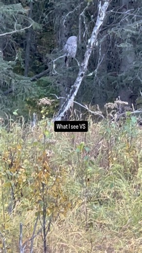 Great Grey Owl taking flight | Ken Anderson Photography