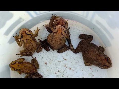 Great exploring catching frogs, survival skills