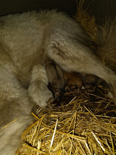 We got some sugar babies this morning! 🐾🖤🐶 #thechickenrealtor #rowdyroostranch #contactmetoday #northeasternwa #dealingeggsandhouses