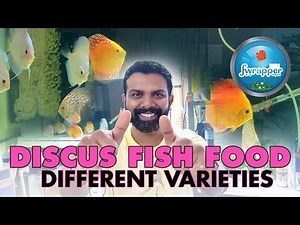 Different Types of Discus Fish Food