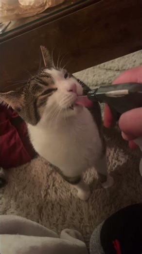 Crazy cat only likes water sprayed from a bottle 🤣🩷 #catsoftiktok #cat #water #funny #sillycats