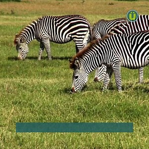 9.8K views · 126 reactions | Black and white facts about zebras 煉 | UberFacts | Facebook