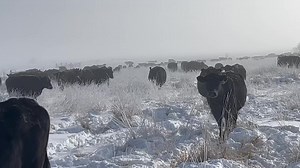 666K views · 15K reactions | Frosty morning | Stevenson Angus Ranch | Facebook