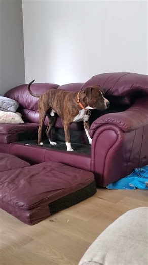 Demolition Dog #dog #disaster #wildanimals #monster #best #love