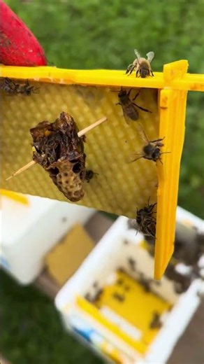 How to make queens, part 4: putting queen cells into a swarm at the Breizh apiary in 🇧🇪