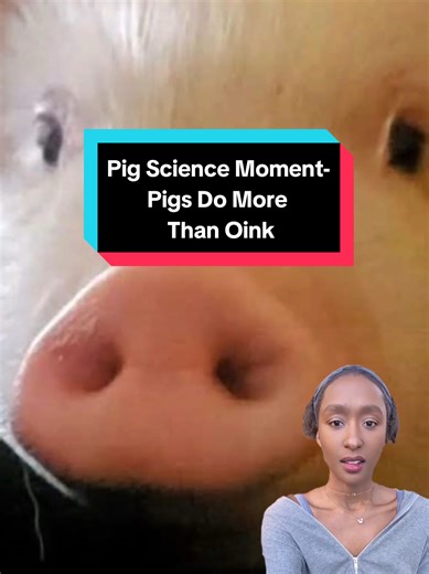Pig Sounds 🐷 #tiktoklearningcampaign #learnontiktok | Pig Animal