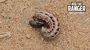 Caterpillar escapes beetle attack in incredible survival moment