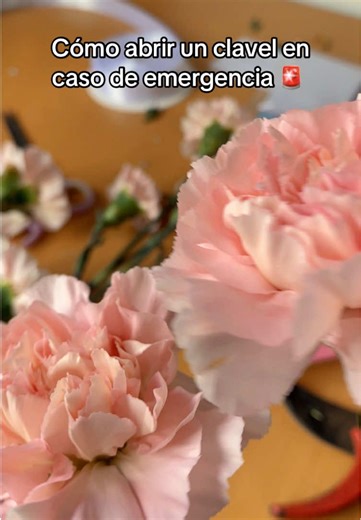 Un secreto 🤫 #floristeriabogota #claveles #tutorial #tips #floristsoftiktok