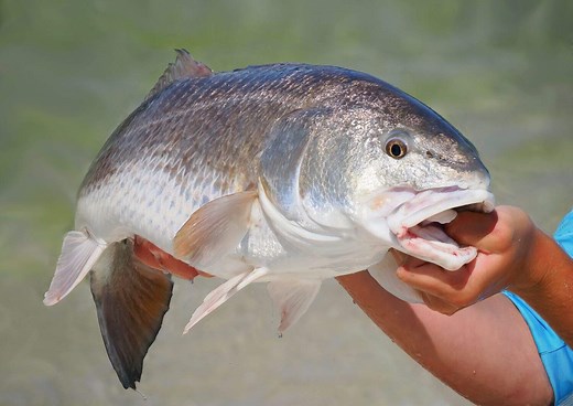 Red Drum Fish