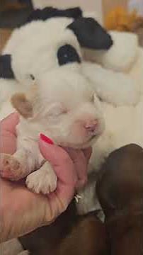 Heavenly Havanese™️ Aubreys Sweetness!!! #puppy #havanese