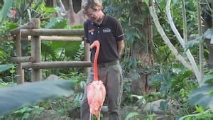 ‘It’s a real honour’: B.C. man gains grumpy bird’s trust, becomes emotional support person for elderly flamingo