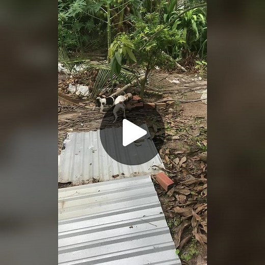 Playful Dogs Enjoying Outdoor Fun