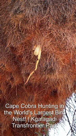 🐍 Cape Cobra Hunting in the World's Largest Bird Nest! ! Kgalagadi Transfrontier Park