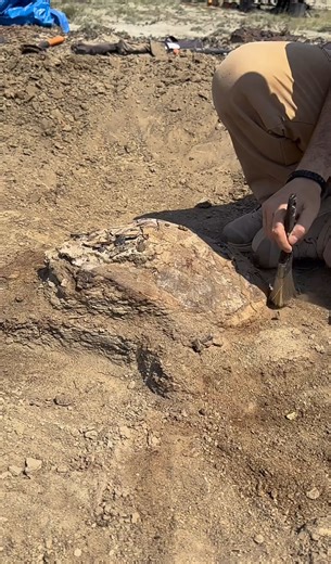 Part 2 — Plaster & Extraction 🐢🦴 Continuing the excavation of this potentially significant turtle specimen. With the shell partially exposed, detailed metadata and site information are carefully recorded before plastering and extraction. If more of the individual is preserved within the shell, this could be a remarkable find. The real reveal is just getting started. 👀🔥 #HellCreekFormation #FossilPrep #TurtleDiscovery #PaleontologyLife #Prehistoric #NaturalHistory #ScienceReels #FieldExcavati