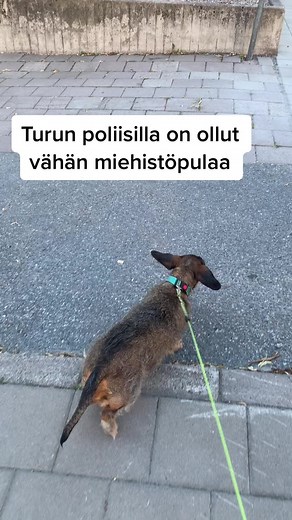 IG:mayrakoirakerttu #poliisi #poliisit #poliisikoira #koira #turunpoliisi #turku #mäyräkoirakerttu #mäyräkoira