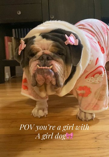 Life with My English Bulldog: A Girl's Best Friend