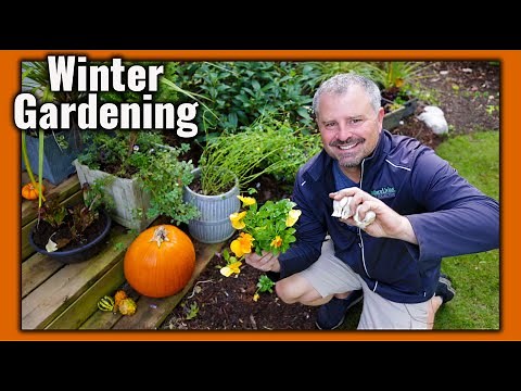 Planting Garlic, Pansies, Kale, Lettuce Containers - How to make a new flower bed!