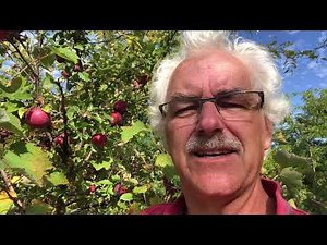 Ever TRY Grapples (GRApes grown in apPLES) THE NEW Superfruit COMBO?