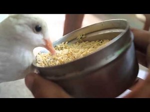 How to Feed Sick Dove