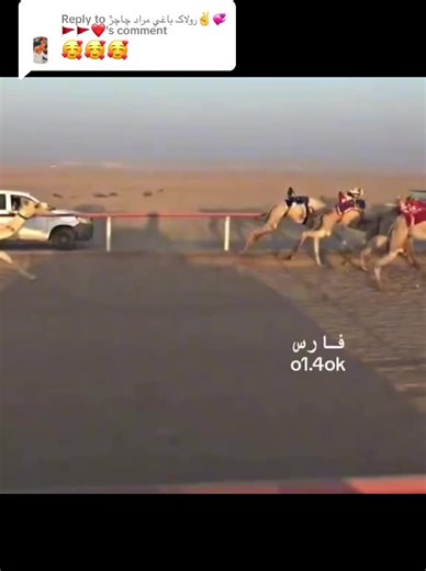 Camel Racing Action: Thrilling Desert Showdown