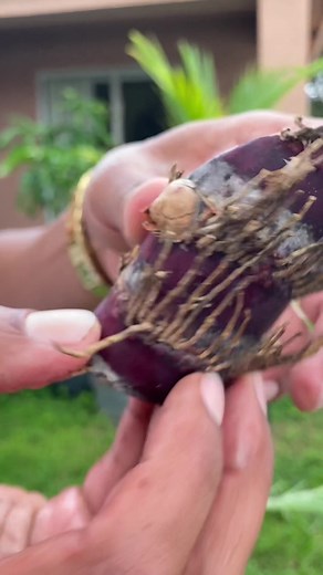 Part 3: This is my first time planting sugar cane… I excited to learn from the process between now and when I harvest em! I’m learning as I GROW🌱 Prayers🆙Blessings🆙 #suga #plants #foryoupage