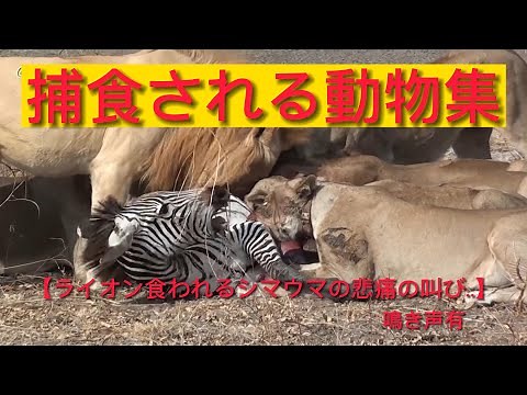 【閲覧注意】ライオンに生きたまま食われるシマウマの悲痛の叫び