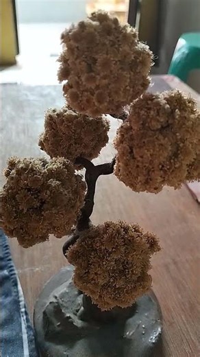 “Edelweis, The Eternal Flower – Bunga Abadi di Puncak-Puncak Gunung Indonesia”