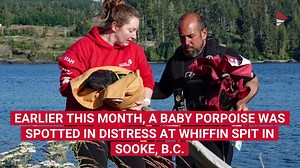 When a baby porpoise was spotted in distress recently along a Sooke coastal trail, onlookers quickly came to the rescue. FULL STORY: https://www.vicnews.com/news/photos-baby-porpoise-rescued-after-sooke-hiker-splashes-into-action/ | Victoria News