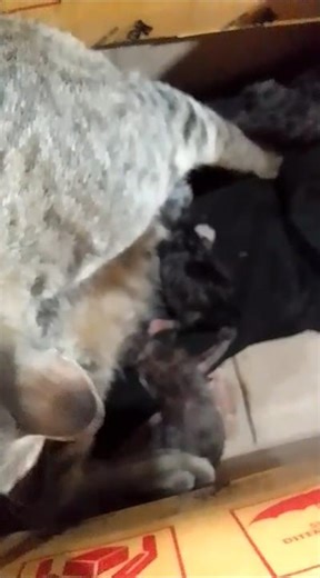 Giving a birth in a box, cat got 4 babies #cat #animallovers #givingbirth #catshorts