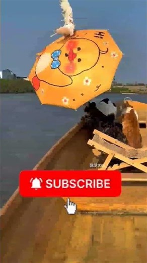 Fisherman Travels With 4 Naughty Cats — And a Pigeon Joins Their Pirate Crew! #lovemiraclesrescue