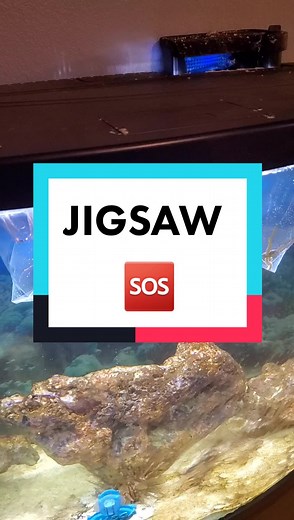 Horror Themed Aquarium with Arrow Crabs and Serpent Stars