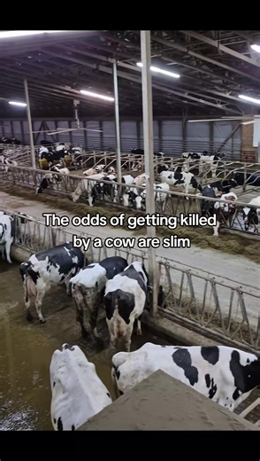 Scary #cows #dairyfarming #Meme #funny #watchout | Cow Videos