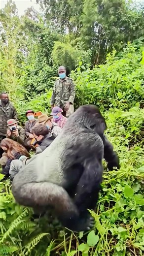 Giant King Monkey Eating Mukbang ASMR