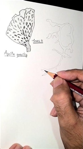 Pencil sketch of Polyplacotoma mediterranea #drawing #biology #art #timelapse #shorts #illustration