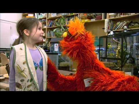 Sesame Street: Episode 4617: Camping Show (HBO Kids)