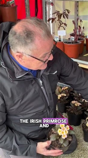 Irish Primrose #plants #gardening #garden #gardens