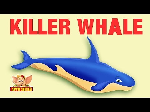 Animal Facts - Killer Whale