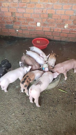 My lovely piglets so cute #pig #pigeonlover #shorts #shortvideo #viralshorts