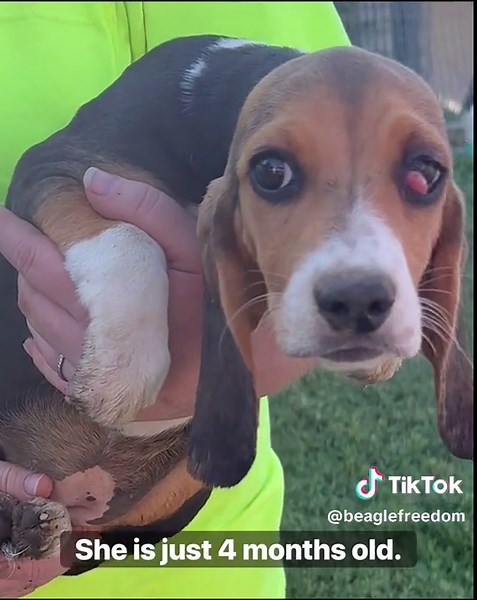 This contains actual footage of our rescue team at a laboratory rescuing animals. Their ages range from 4 months to 10 yrs old. As you can see they are in need of medical attention. On average, vet bills are $2,500/animal. We just saved 20. We rely solely on donations to give them a happy & healthy future. Pls help if you can bfp.org/donate Venmo: @beaglfreedom #beaglefreedomproject
