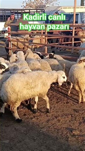 süt kuzusu. #kuzu #oglak #malpazarı #koyun #sheep #shorts #keşfet #öneçıkar #türkiye #kadirli #arpa