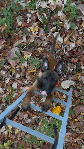 1.9K views · 15 reactions | Archer climbing a tree stand ladder but not very far, lol. #dogsofinstagram #dog #dogs #malinois #puppylove #puppy #malinoisofinstagram #malinoislovers #ladder #treestand #huntingdog #climbingdog | Rob Engelman | Facebook