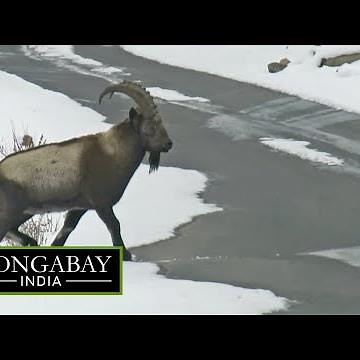 Himalayan ibex: India's large wild goat