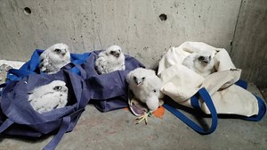 152K views · 4.8K reactions | In the 35 years we've been banding peregrine falcons, we've never found a clutch of 5 chicks... until now! Yesterday, we banded 5 healthy chicks that were about 4 weeks old at the Verizon Tower in Brockton. A full hatch is usually 3–4 chicks. bit.ly/learn-about-peregrine-falcons | Massachusetts Division of Fisheries & Wildlife | Facebook