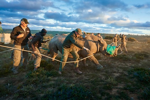 400 Black Rhinos Thriving Thanks to Landmark Conservation Project