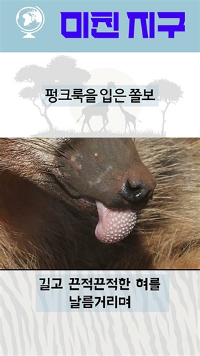 펑크룩을 입은 쫄보