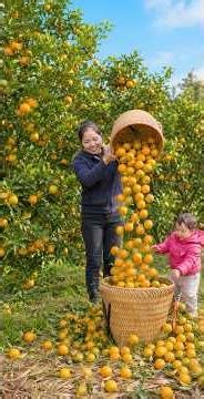 Sugar Oranges🍊Lesser Yam😭Cut And Dig To Harvest🛒Goes to market sell #short