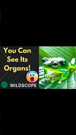 Glass Frog: The Transparent Frog You Can See Through