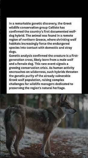Genetic Mystery Solved: First Wolf-Dog Hybrid Stuns Scientists #wildlife #facts #shorts